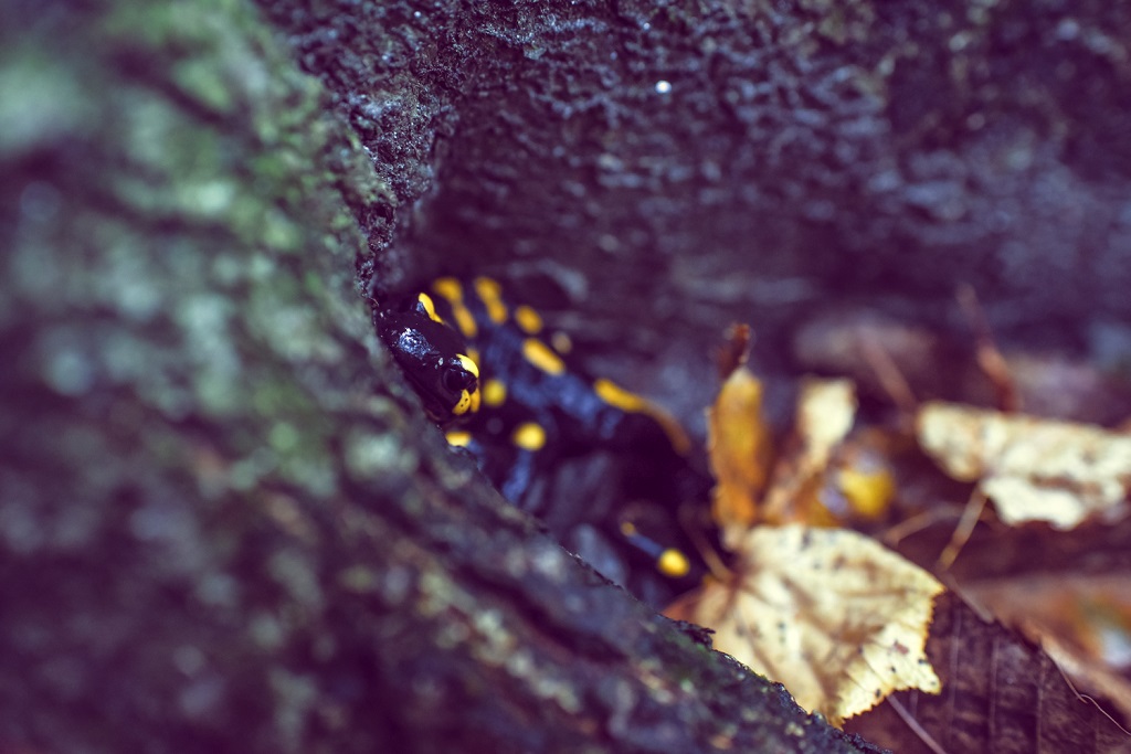 fire salamander are awesome
