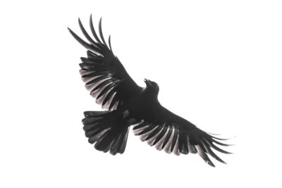 native american crow symbol