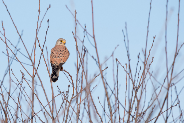 buzzard