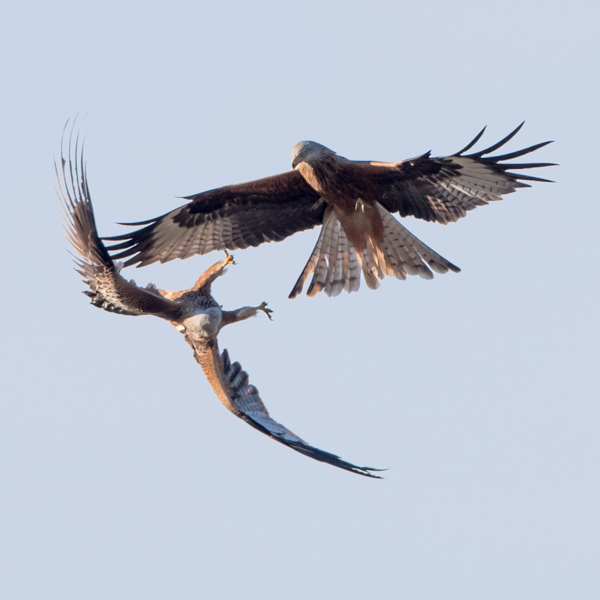 red kites