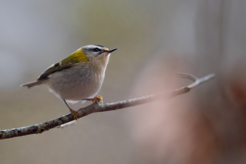 featherweight birds
