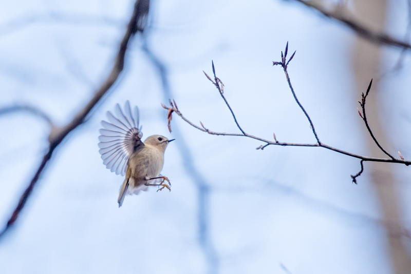 featherweight birds