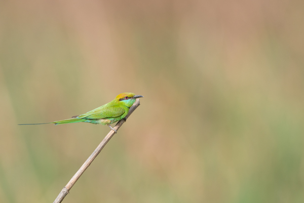 Bird photography at Okhla