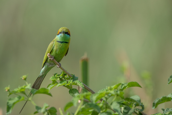 Bird photography at Okhla