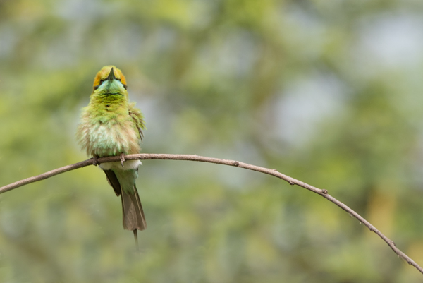 Bird photography at Okhla