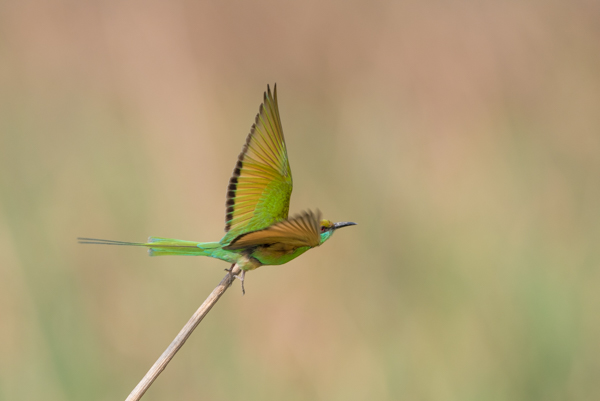 Bird photography at Okhla