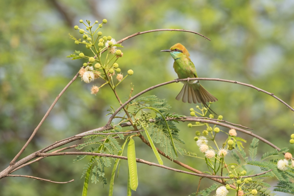 Bird photography at Okhla