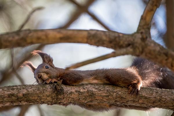 squirrel in bratislava