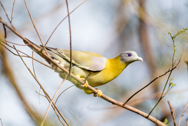 Bird photography at Okhla