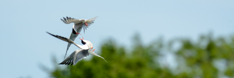 common tern buy images