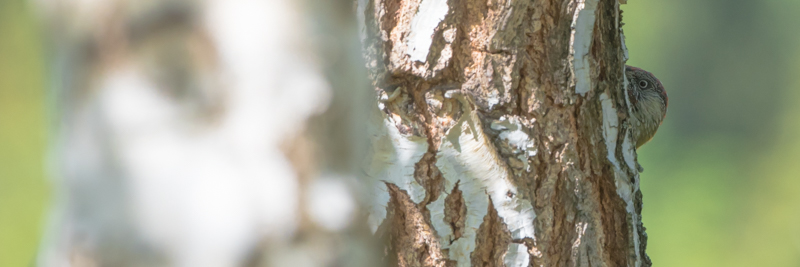 green woodpecker