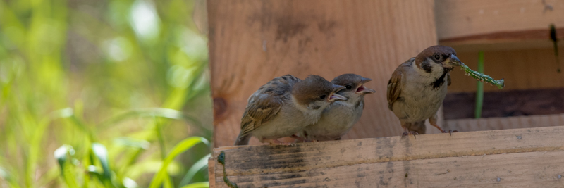 sparrow feeding chicks buy images