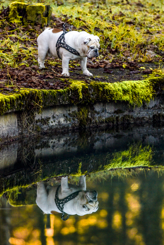 bulldog reflection