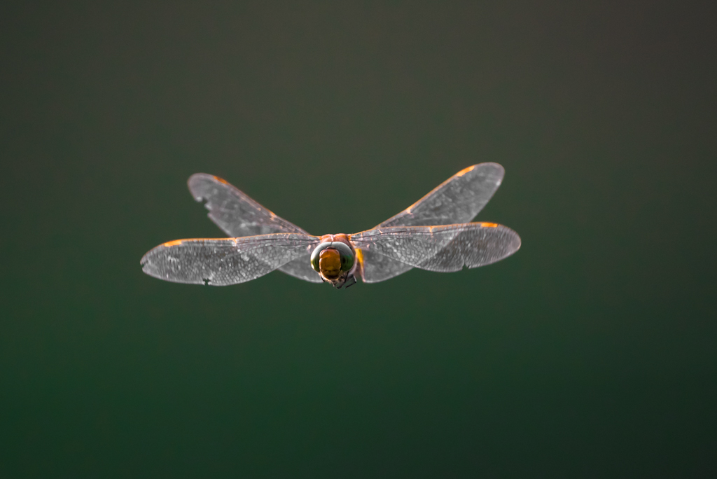 dragonfly