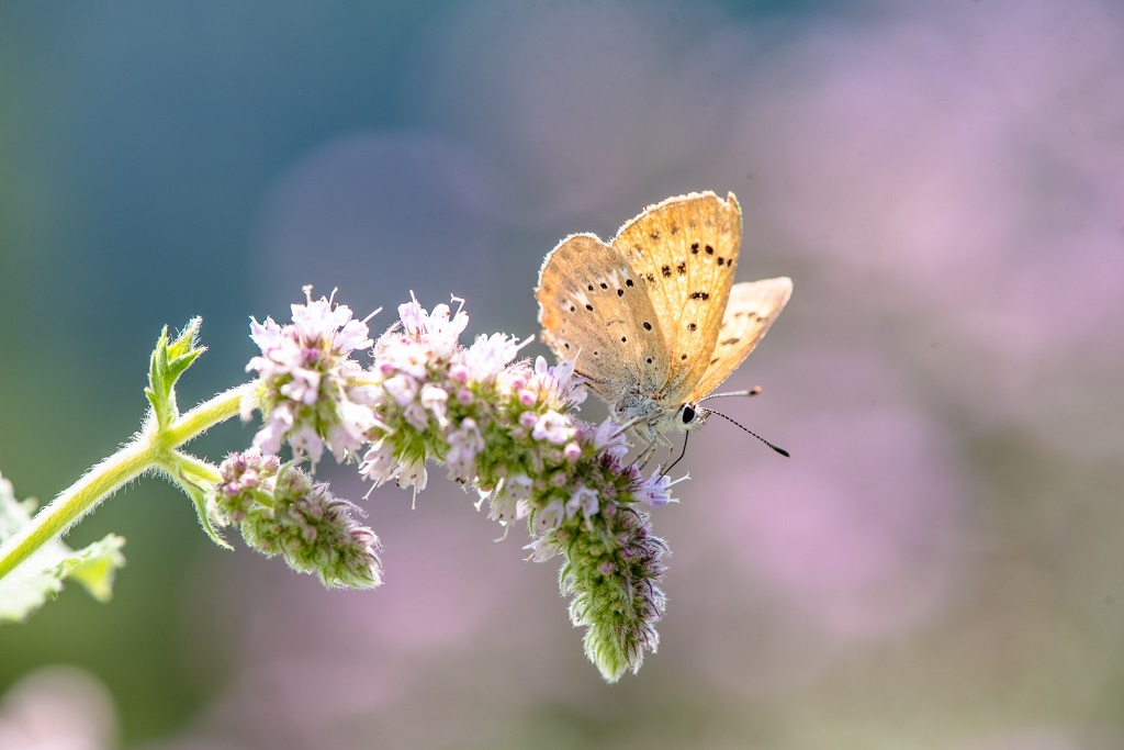 butterfly