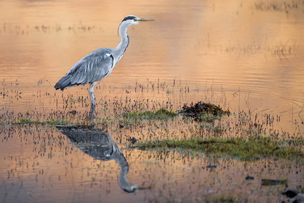 5 tips to start with bird watching