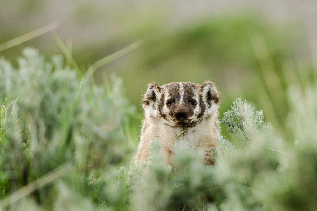 badger