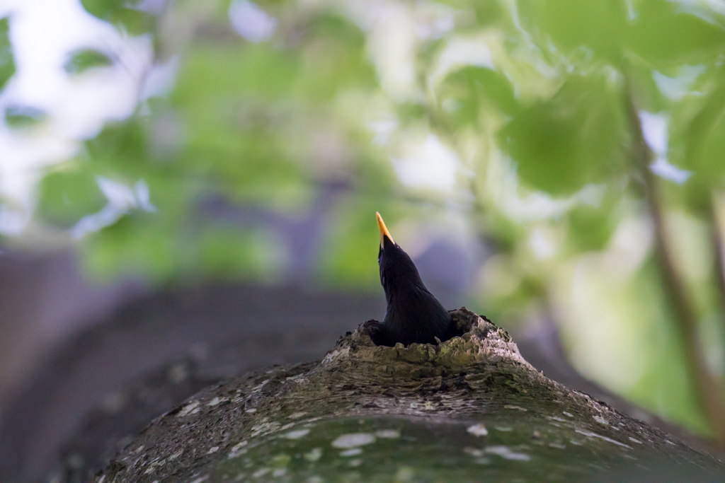 starling