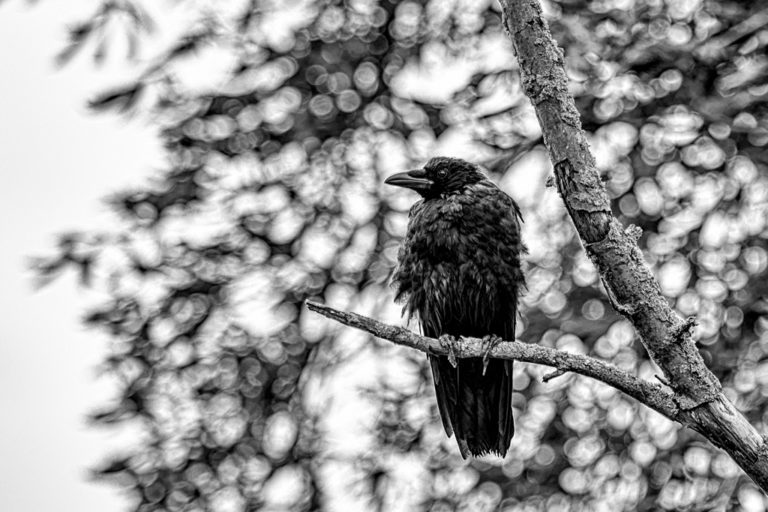 Raven and crow symbolism myths and stories of ravens and