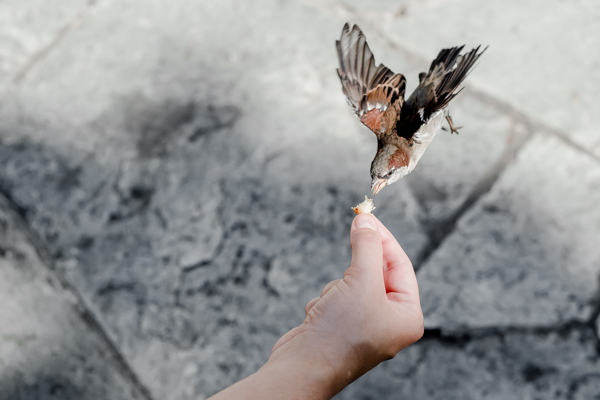 sparrow hand fed