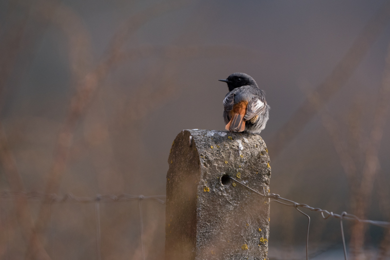 black redstart