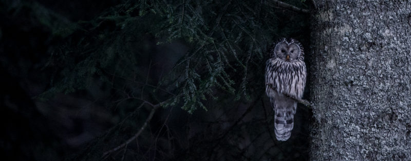 ural owl