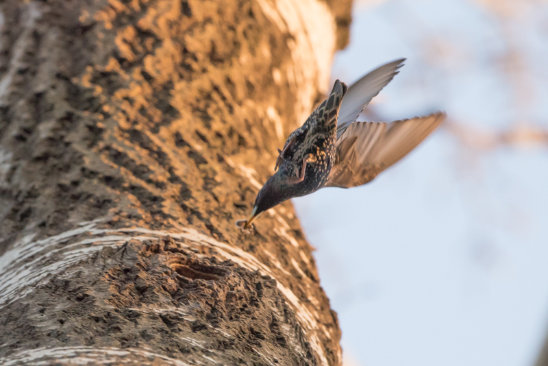 homecoming starling