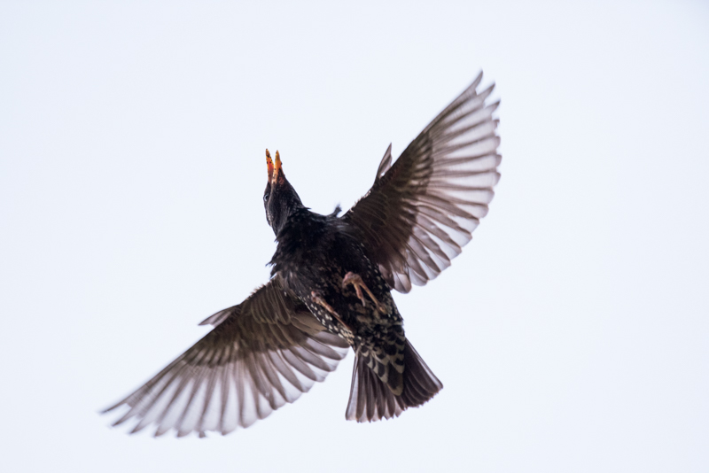Isolated starling in flight