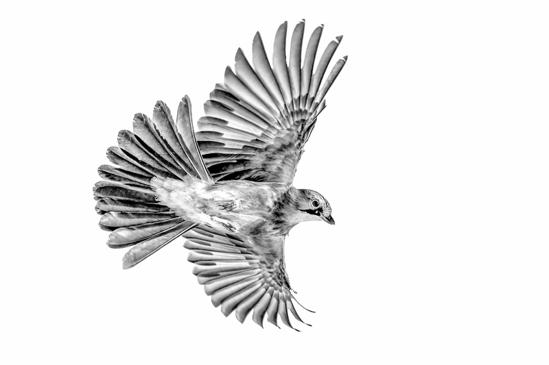 isolated bird on white background