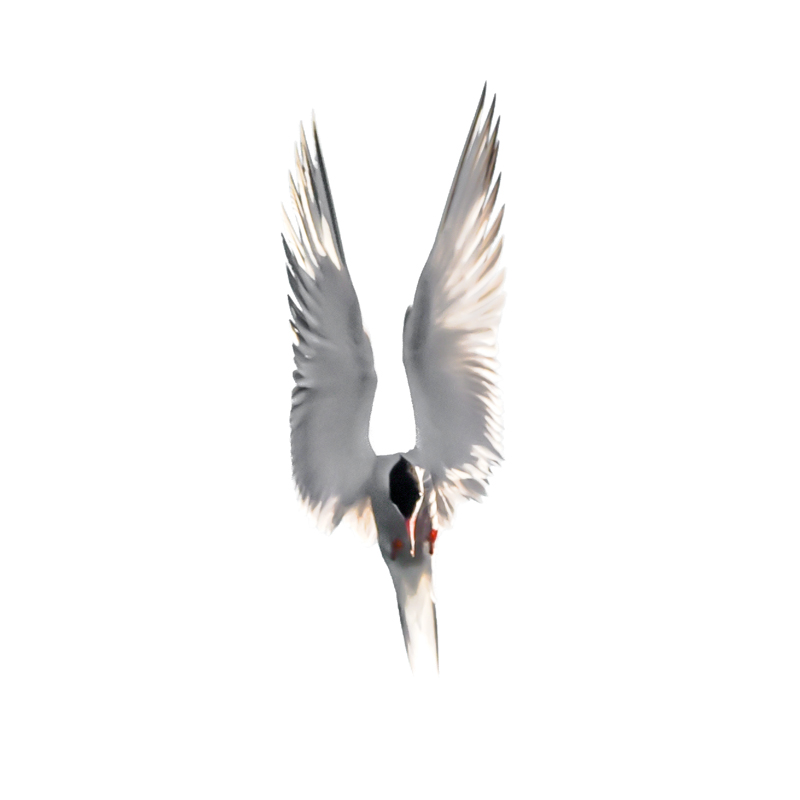 isolated bird on white background