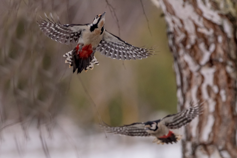 woodpeckers in flight