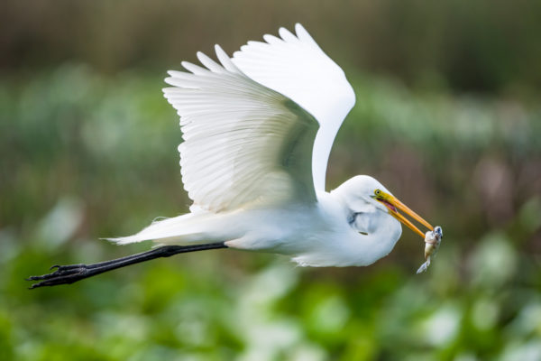 egret with fish