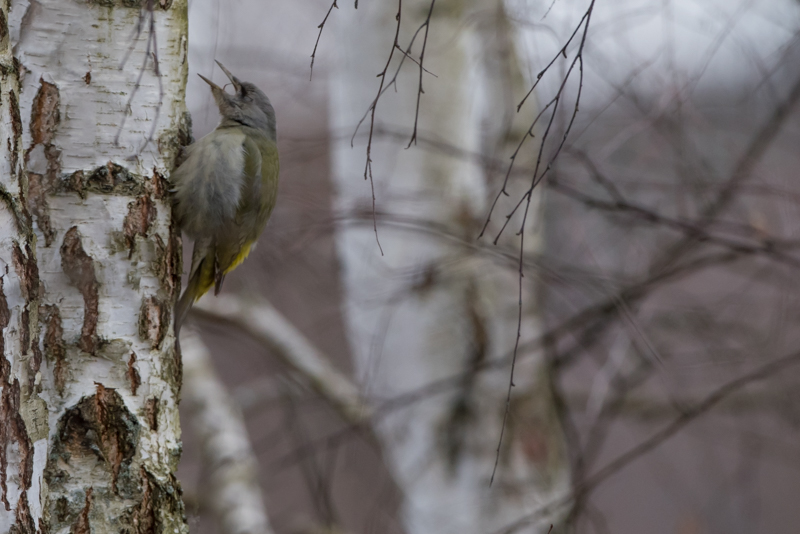 grey headed woodpecker