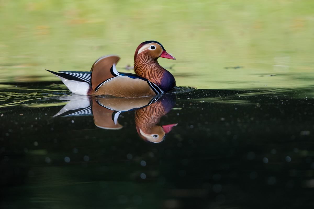 mandarin duck reflection
