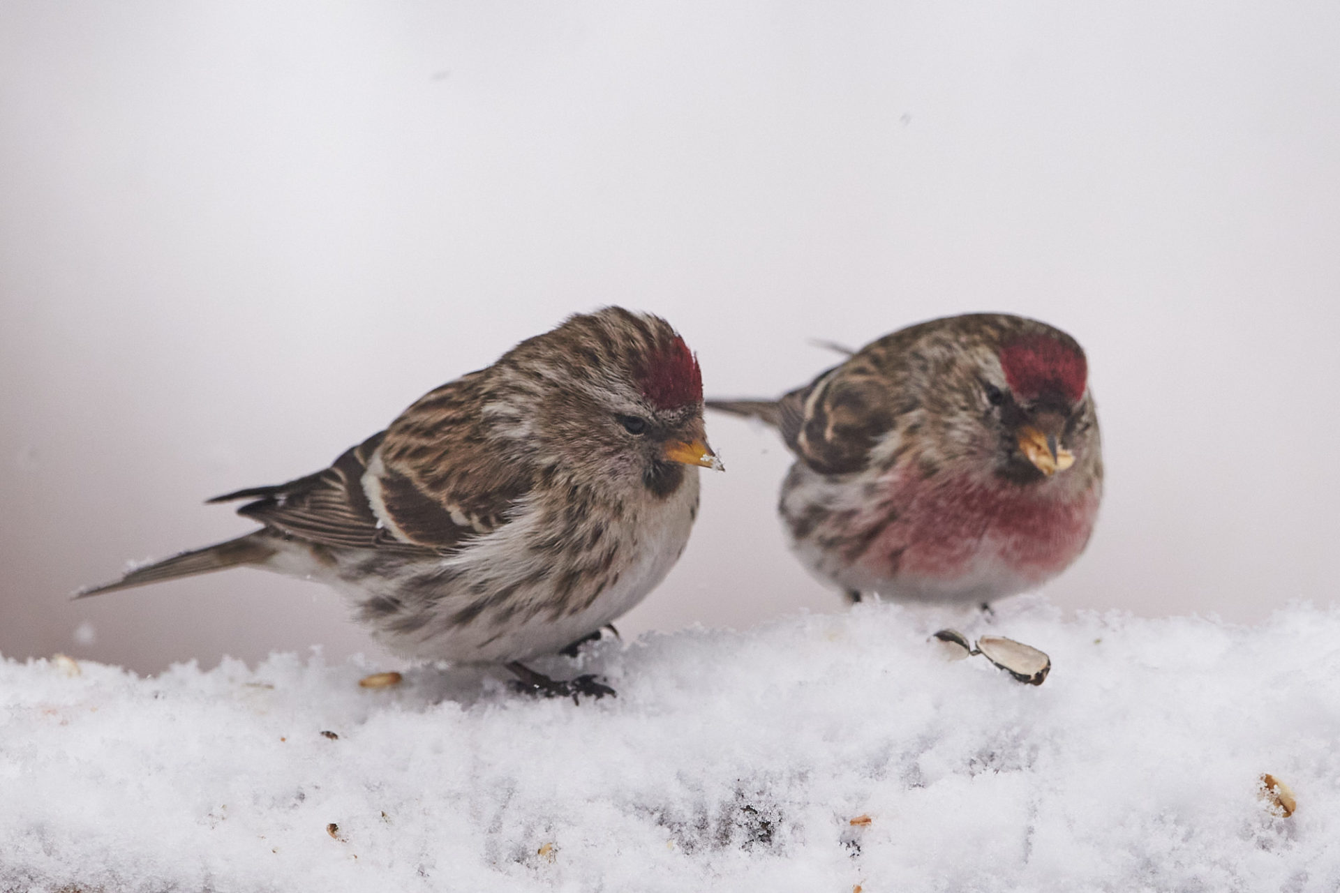 redpoll male and female