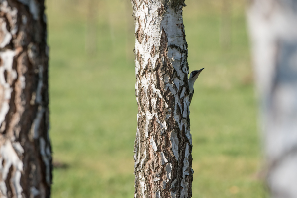 green woodpecke