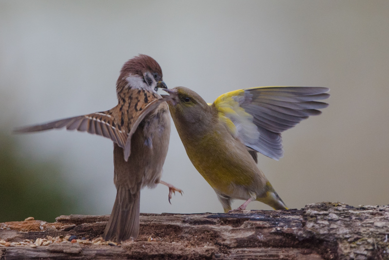 Green finch and tree sparrow