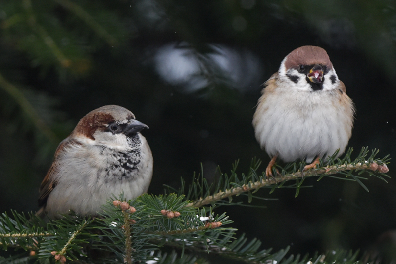 Tree sparrow and house sparrow