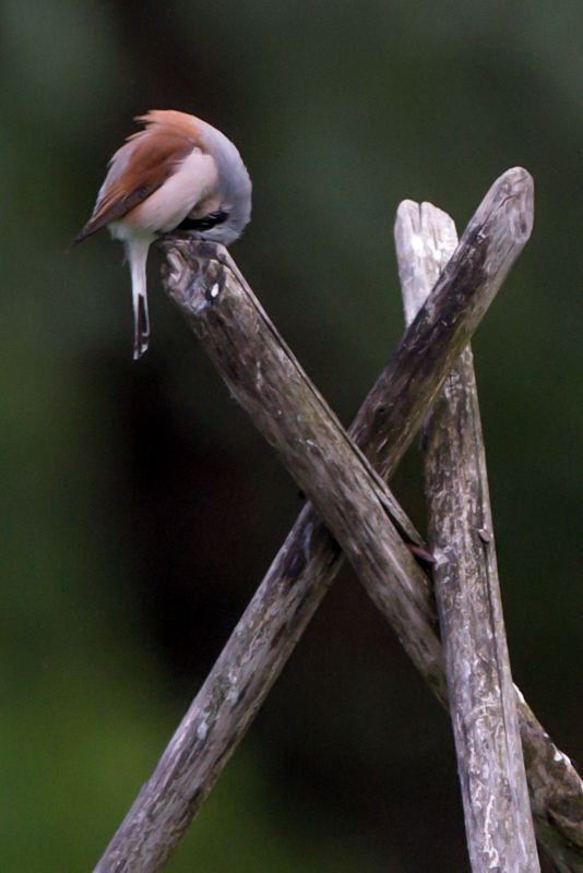 red backed shrike