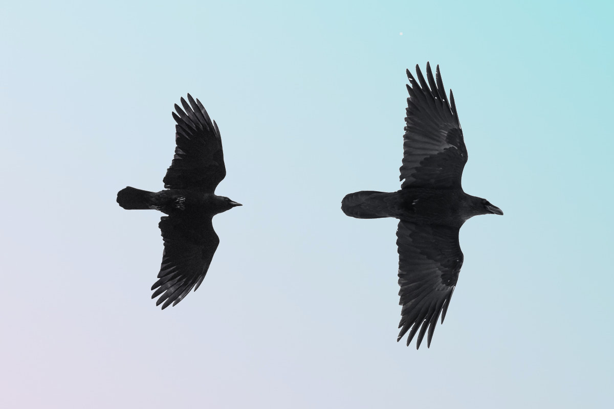 DIFFERENCE BETWEEN RAVENS AND CROWS