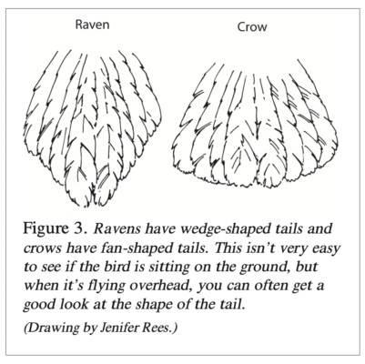 raven and crow tail