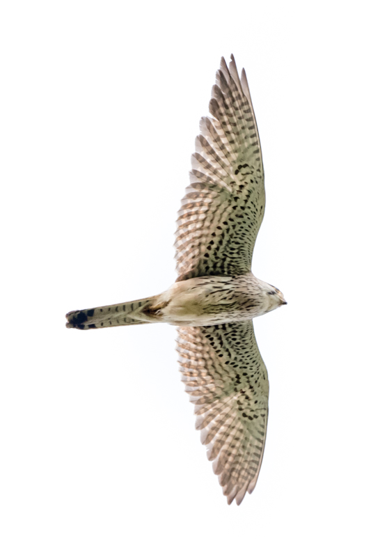 kestrel