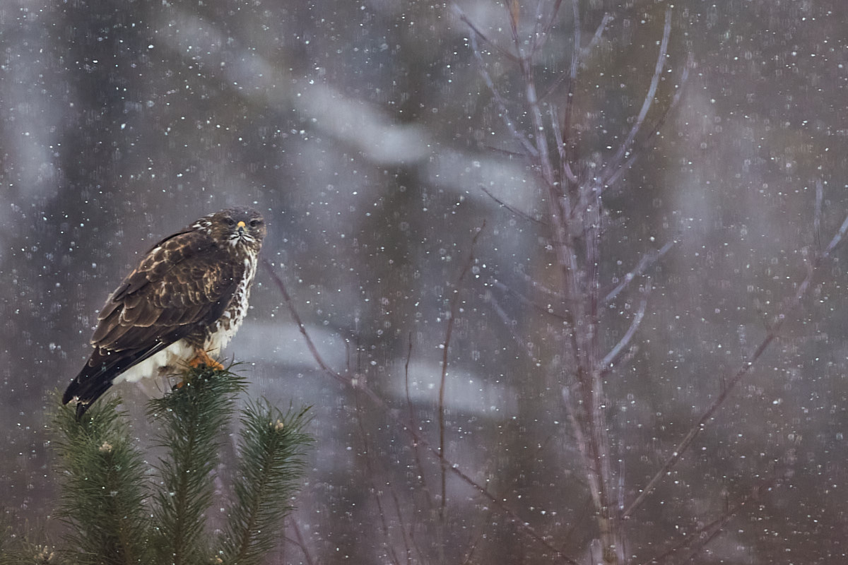 buzzard on a snowy day