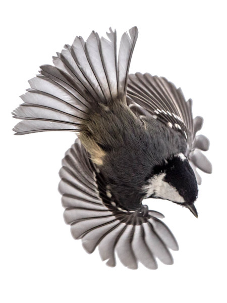 parus major