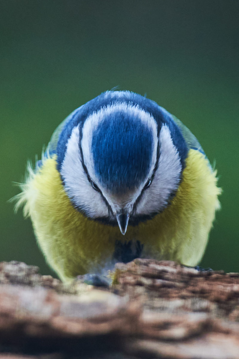 Bird photography portfolio a handpicked selection of my bird shots