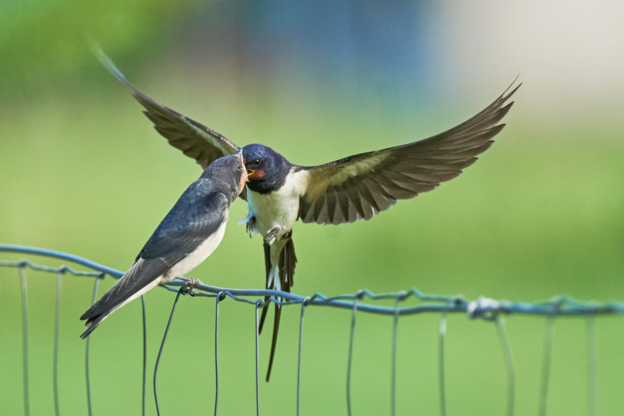 Bird photography portfolio a handpicked selection of my bird shots