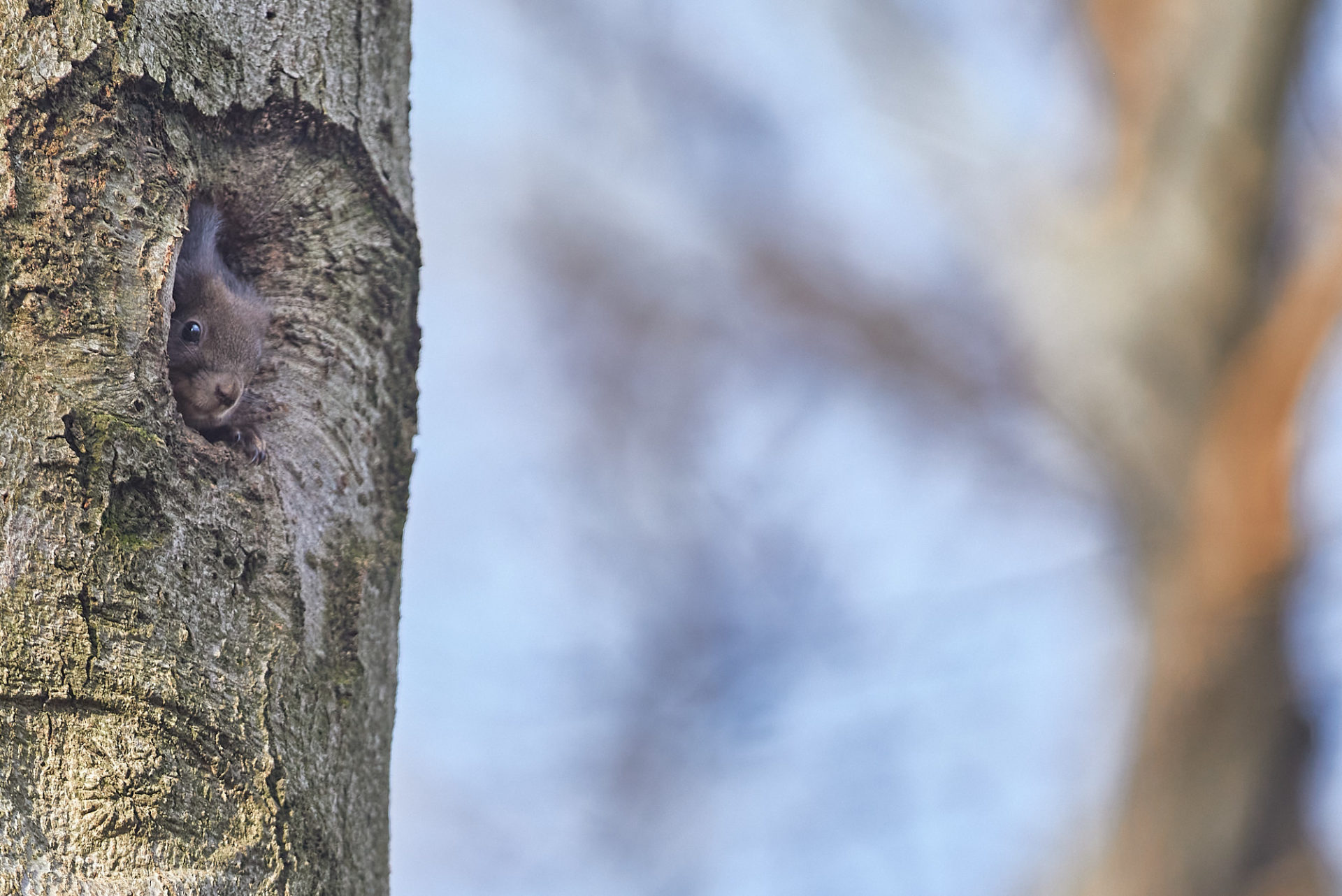 squirrel in a tree hole